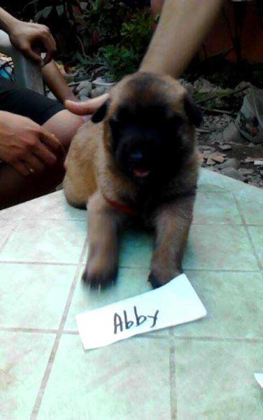 Abby of Alcyru Malinois | Belgian Malinois 