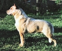 Reddenblu's The Insurrector | Australian Cattle Dog 