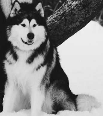 Grozny Garynich | Alaskan Malamute 