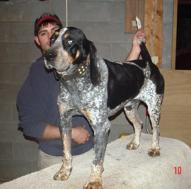 Guthrie's Good News Blue RV Drum | Bluetick Coonhound 