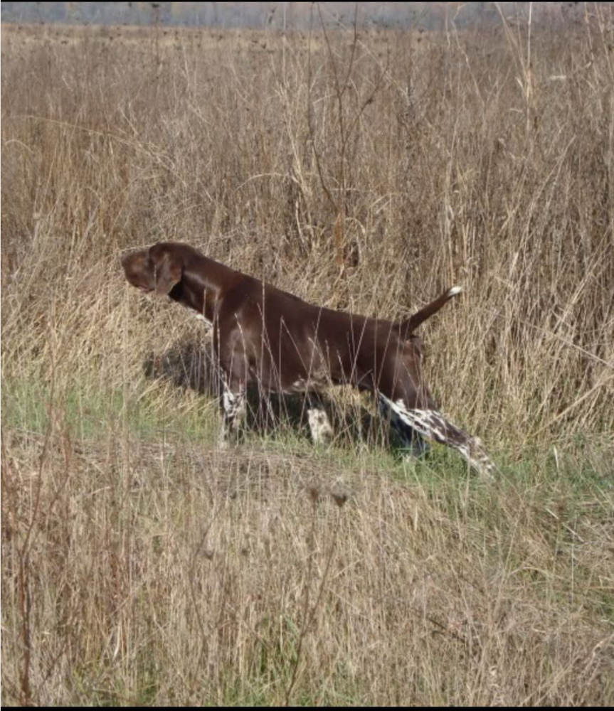 Dragon Rouge DU Nid Aux Nobles | German Shorthaired Pointer 