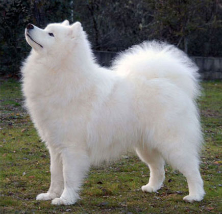 De Villaodon Cassino Boogie | Samoyed 