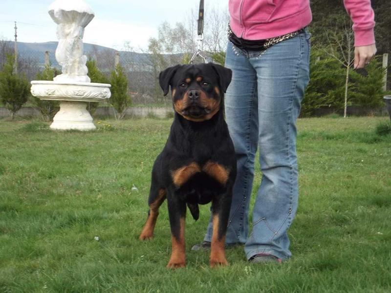 Deep purple black turk | Rottweiler 