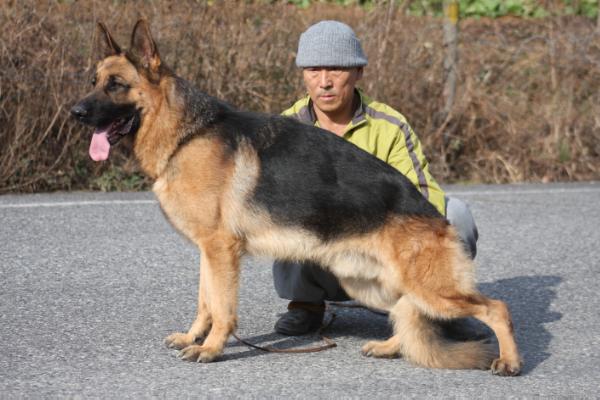 Yonny of Han-Cheon | German Shepherd Dog 