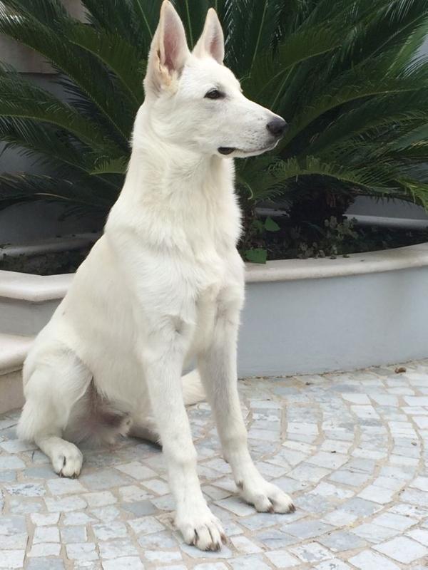 Egon Full Von Piersigilli | White Swiss Shepherd Dog 