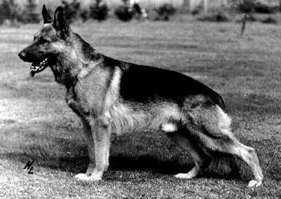 Canto von der Wienerau | German Shepherd Dog 