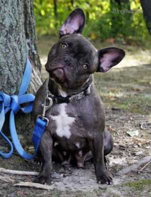 Smokin Hotvyxin Ofnorthenbully | French Bulldog 