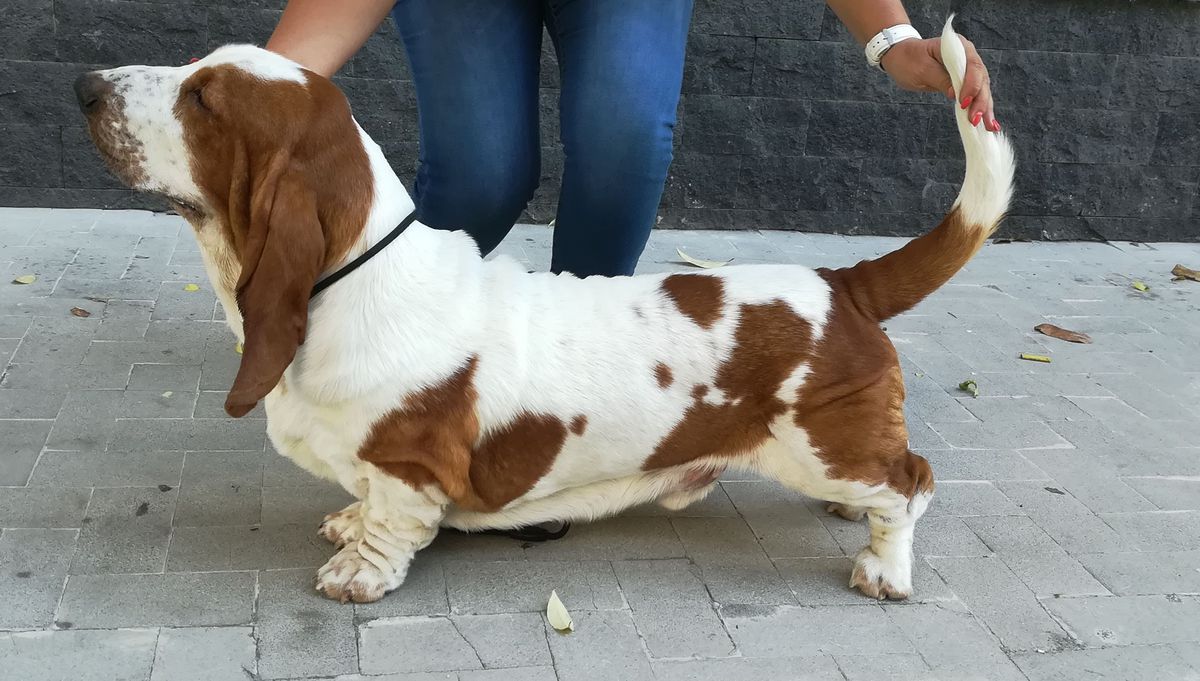 Bassbutterfly Elrond Magic Elf | Basset Hound 