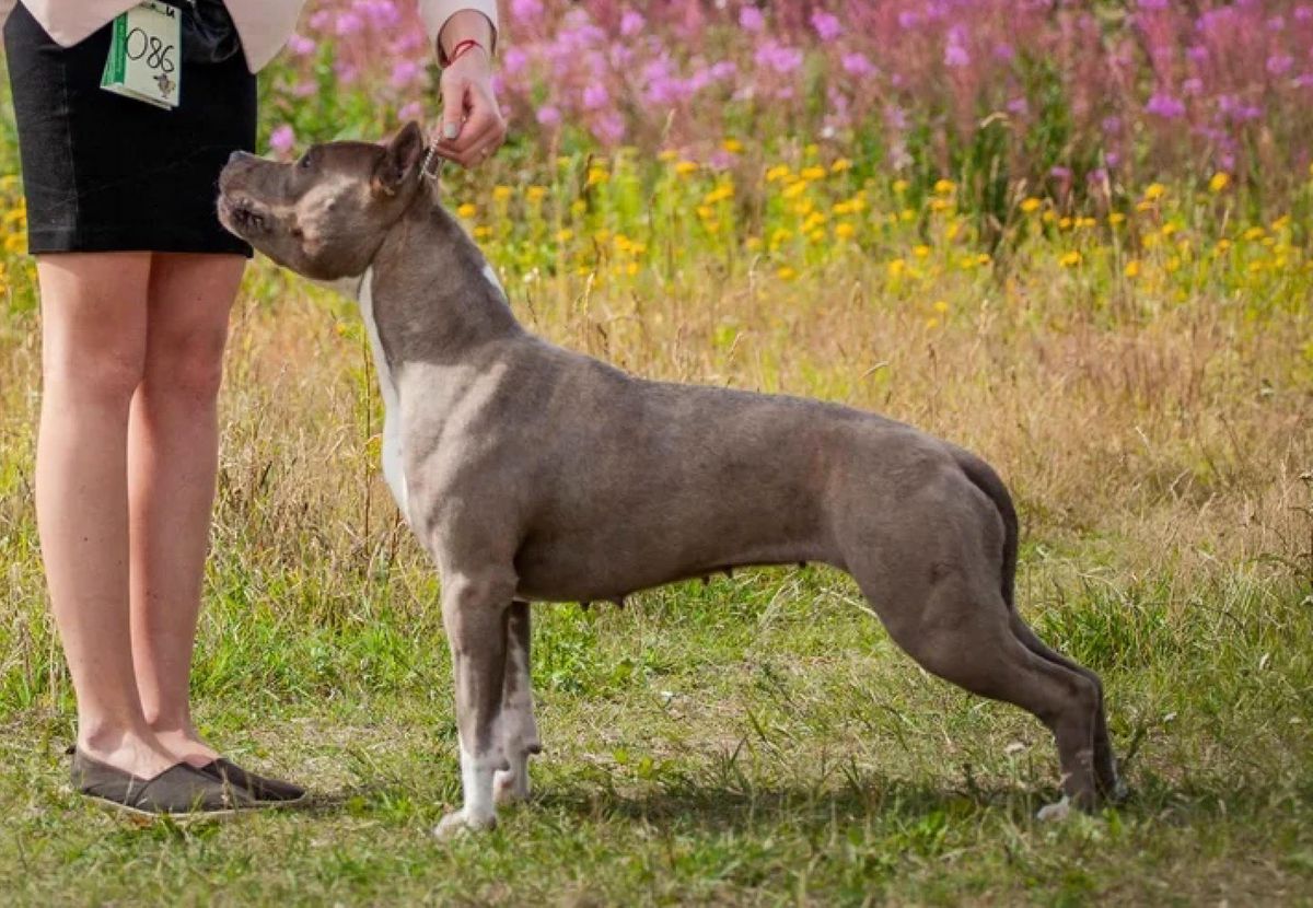 VALENCIA VIVA LA DIVA | American Staffordshire Terrier 