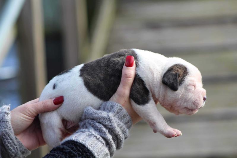 Harmonica of CSK’s | American Bulldog 