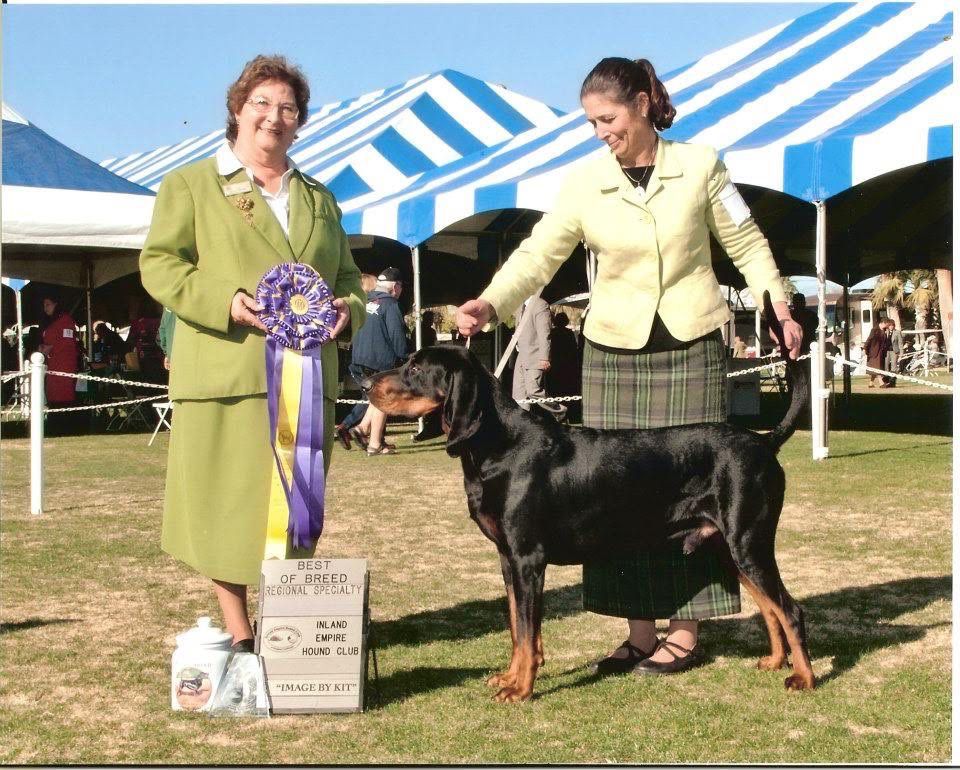 Windbourne Like A Rock | Black and Tan Coonhound 