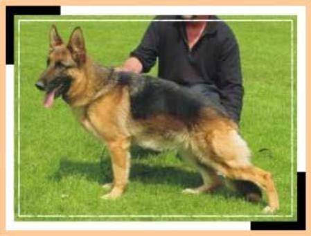 Xandra vom Deininghauser Park | German Shepherd Dog 