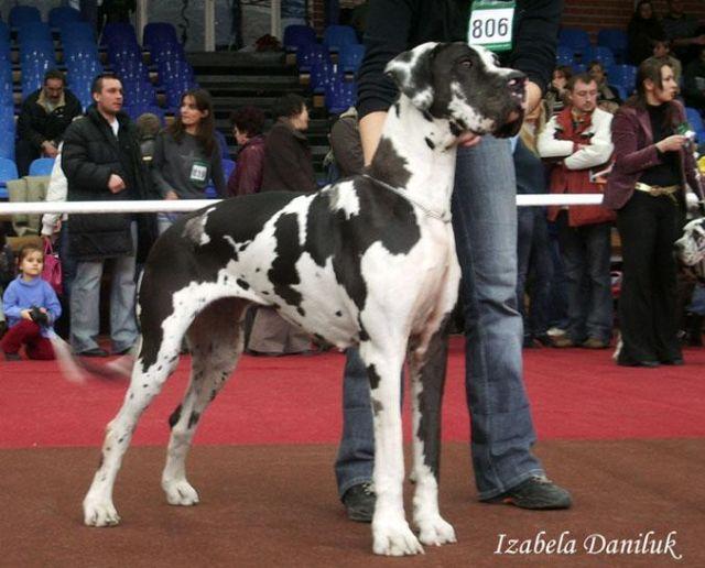 Imagination Polaris | Great Dane 