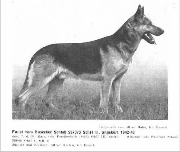 Faust vom Busecker Schloß | German Shepherd Dog 