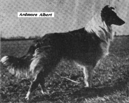 Ardmore Albert | Rough Collie 