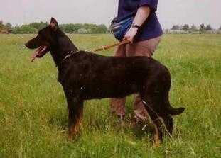 Karembeu Amanda | Beauceron 