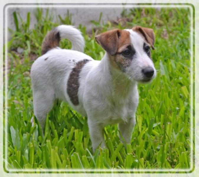 old lady con aire andino | Jack Russell Terrier 