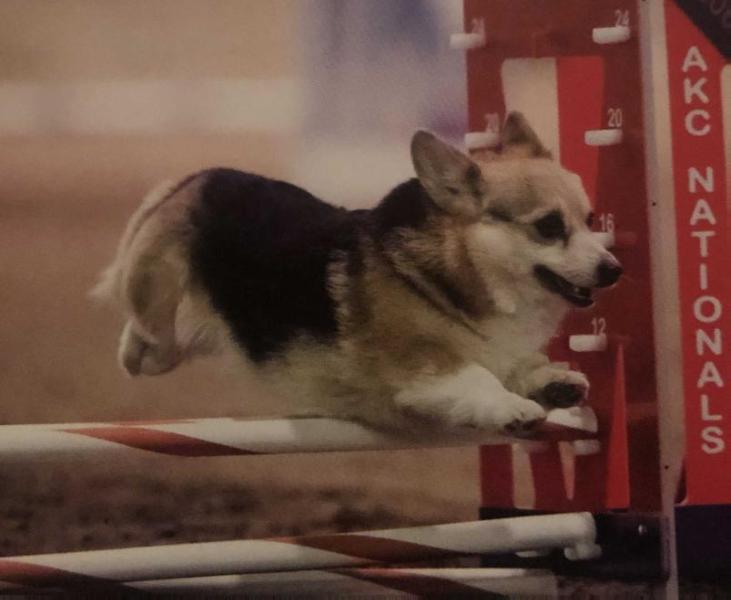 Kantishna Believe In Me | Pembroke Welsh Corgi 