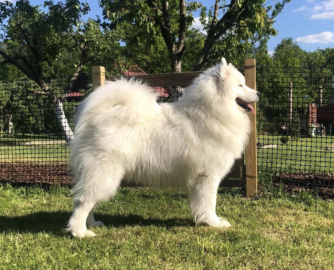 BON JOVI OF KENAI Sateenkaari Lumi | Samoyed 