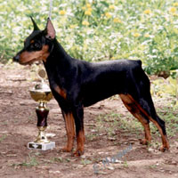 Malagris TIFFANI TELLURA | Miniature Pinscher 