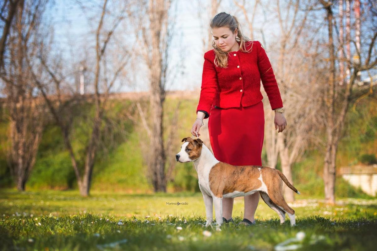 Pure Power R-U Olive Oyl | American Staffordshire Terrier 