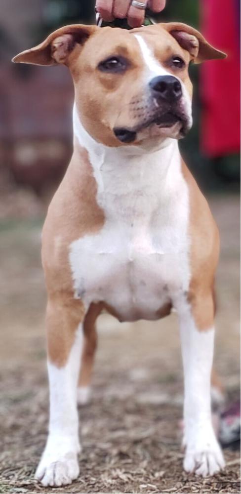 Vida | American Staffordshire Terrier 