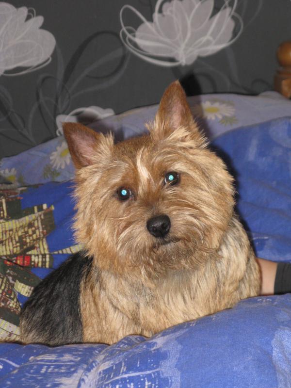 Khors Zabrina Amazing | Norwich Terrier 