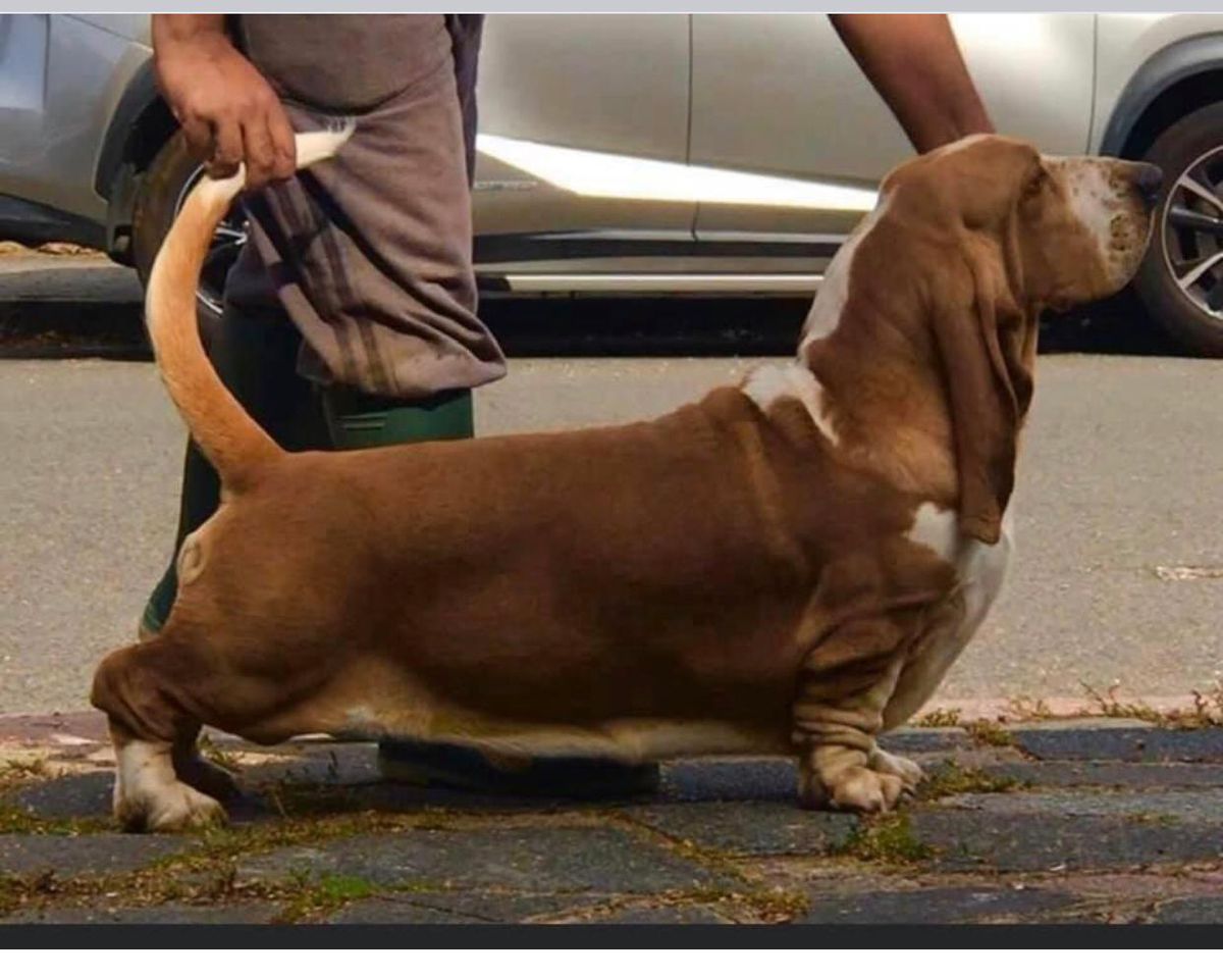 Bassjobasset Ginger | Basset Hound 