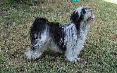 SESUKAN ALL SET TO PARTI | Tibetan Terrier 