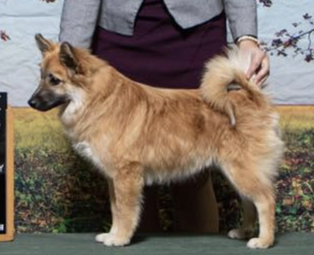 Caradoc's Danger Is My Middle Name | Icelandic Sheepdog 