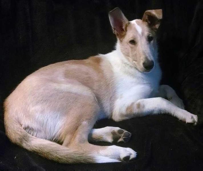 Cheramore's Dulce De Caramelo | Smooth Collie 