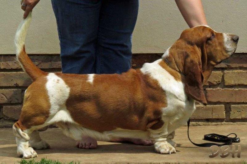 Midestino Emilliano | Basset Hound 