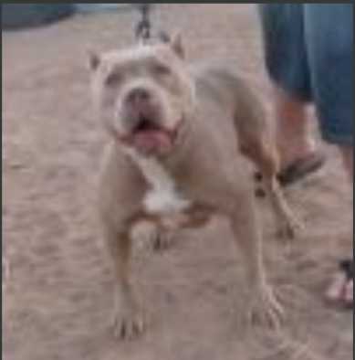 MALO'S PINK PANTHER | American Pit Bull Terrier 