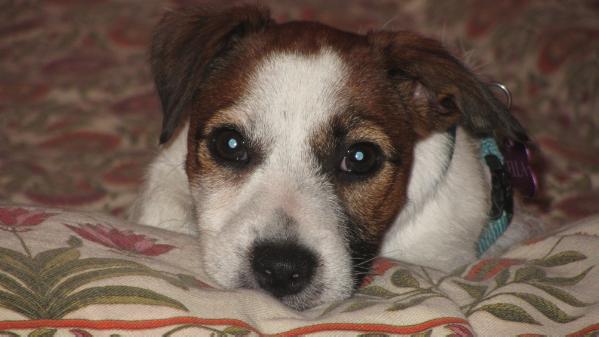 Stella di Trezzo sull' Adda | Jack Russell Terrier 