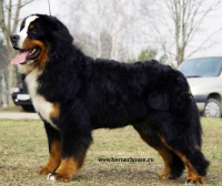 Diamond Creek av Milkcreek | Bernese Mountain Dog 