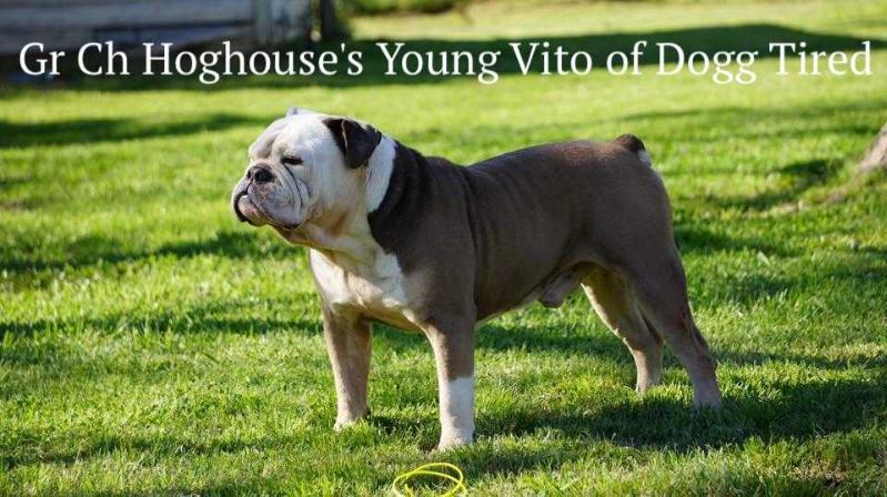 Hoghouse's Young Vito of Dogg Tired | Olde English Bulldogge 