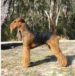 Old Iron Grange Hermitage | Airedale Terrier 