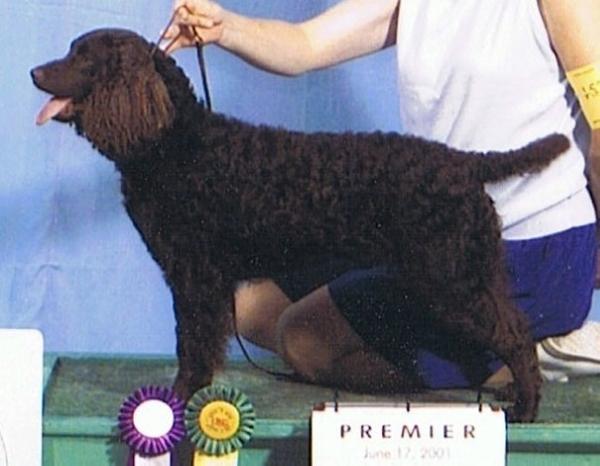 Silver Falls Dark Raven | American Water Spaniel 