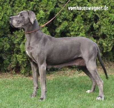 Somalia Hyperion | Great Dane 