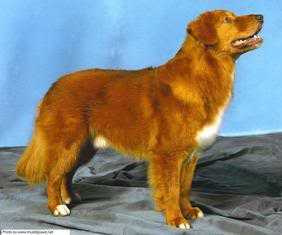 Berdia's Mississippi Gambler | Nova Scotia Duck Tolling Retriever 