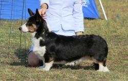 Dom Corgi Izis | Cardigan Welsh Corgi 