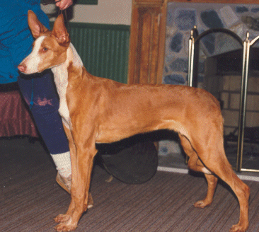 Serqet Scarlet Fox Flame | Ibizan Hound 