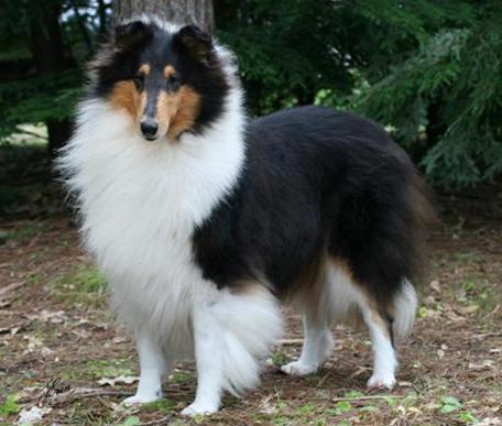 Special Vera Wang | Rough Collie 