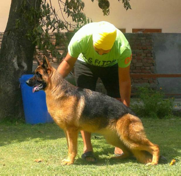 Heena of King's Castle | German Shepherd Dog 