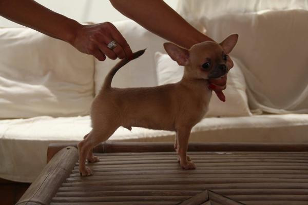 Lancelot des Etoilles D'artemis | Chihuahua 