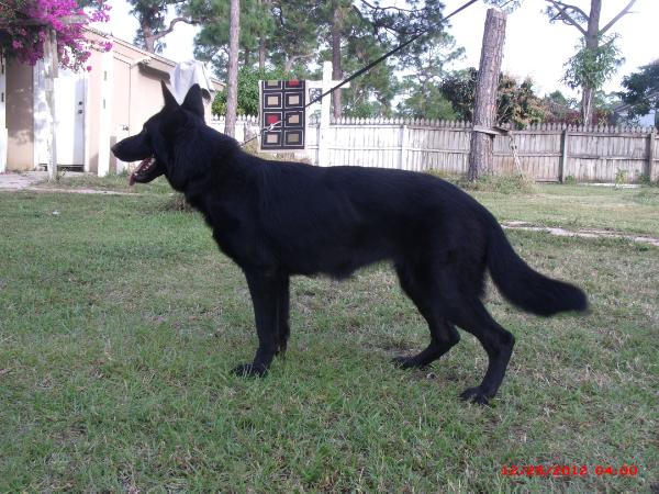 Kahlua Von Rossland of Blue Angels Ranch | German Shepherd Dog 