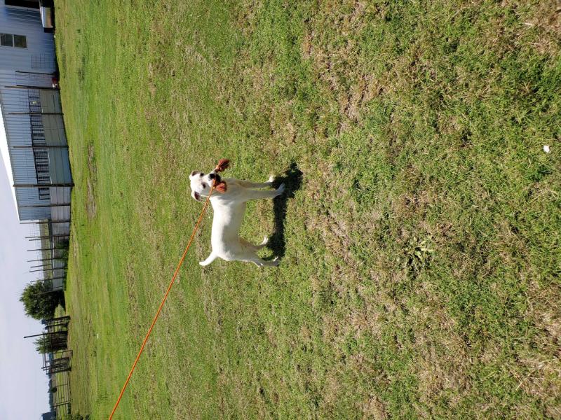 Cowan's Mazey at OFB kennels | American Bulldog 