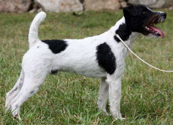 Little Eden Halfpipe | Jack Russell Terrier 