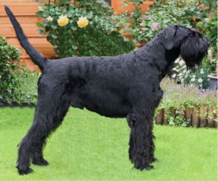 Kalif von Di`s Dämonen | Giant Schnauzer 