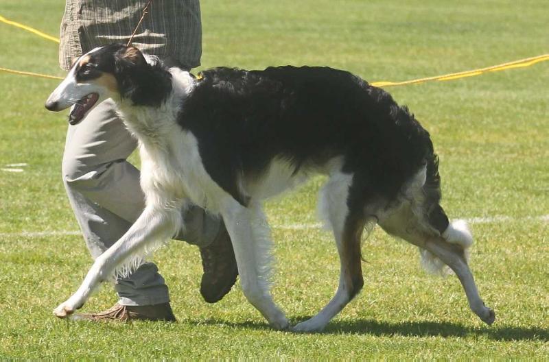 Laureate Made Marion at Bolerame | Borzoi 